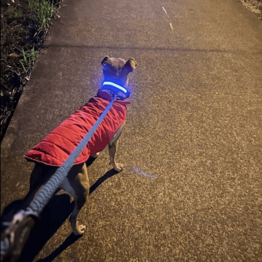 Precious Pals™ Bright Buddy LED Collar