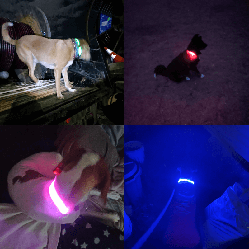 Precious Pals™ Bright Buddy LED Collar