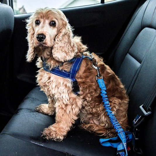 Precious Pals™ Safety Strap